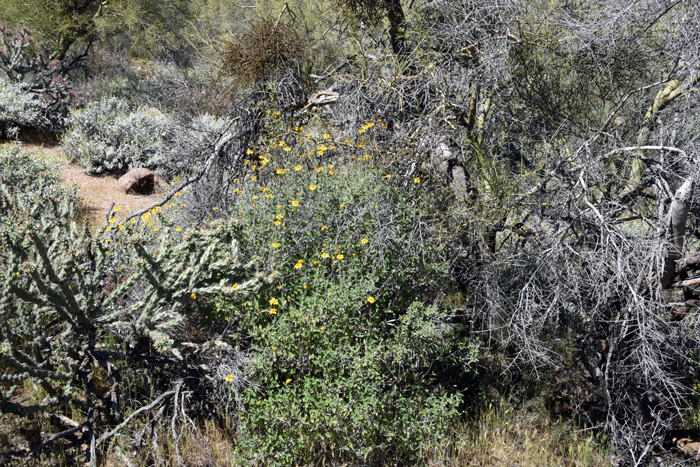 Parish Goldeneye blooms from January through October, two blooming seasons, spring and fall. Plants may be found in elevations up to 3,500 (1,000 m) or higher and prefer dry desert areas particularly associated with Creosote Bush plant communities. Bahiopsis parishii